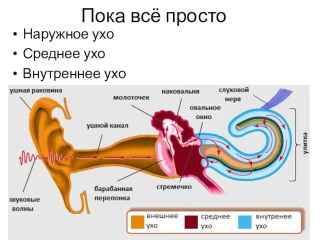 Пока всё просто Наружное ухо Среднее ухо Внутреннее ухо