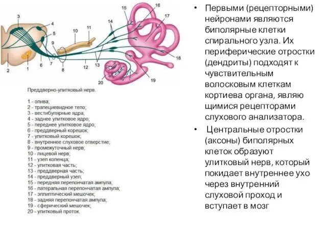 Первыми (рецепторными) нейронами явля­ются биполярные клетки спирального узла. Их периферические