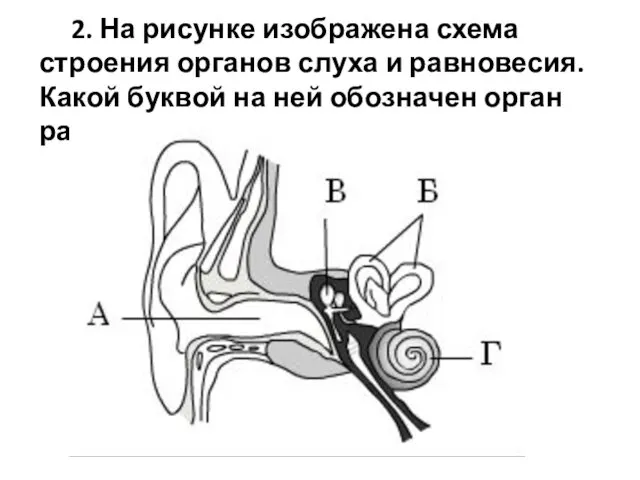 2. На рисунке изображена схема строения органов слуха и равновесия.