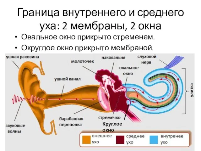 Граница внутреннего и среднего уха: 2 мембраны, 2 окна Овальное