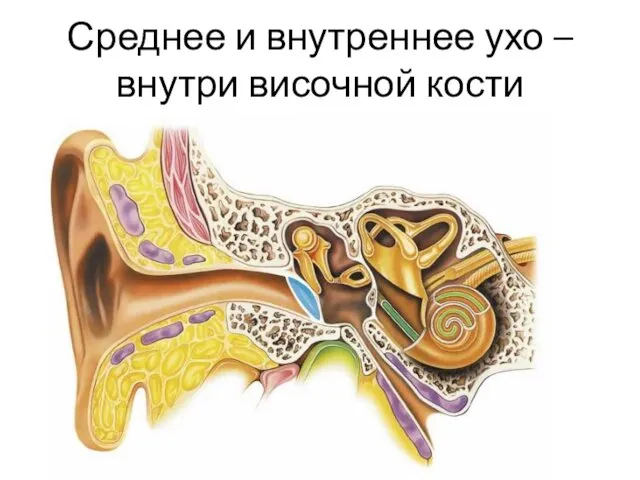 Среднее и внутреннее ухо – внутри височной кости