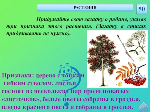 Признаки: дерево с тонким гибким стволом, листья состоят из нескольких