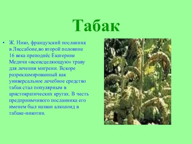 Табак Ж. Нико, французский посланник в Лиссабоне,во второй половине 16