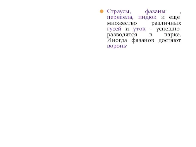 Страусы, фазаны , перепела, индюк и еще множество различных гусей