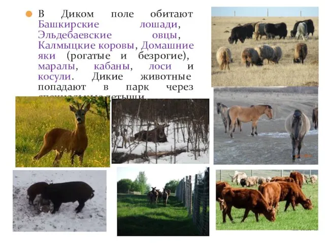 В Диком поле обитают Башкирские лошади, Эльдебаевские овцы, Калмыцкие коровы,