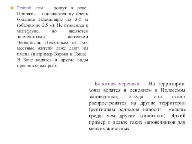 Речной сом – живут в реке Припять – попадаются ну