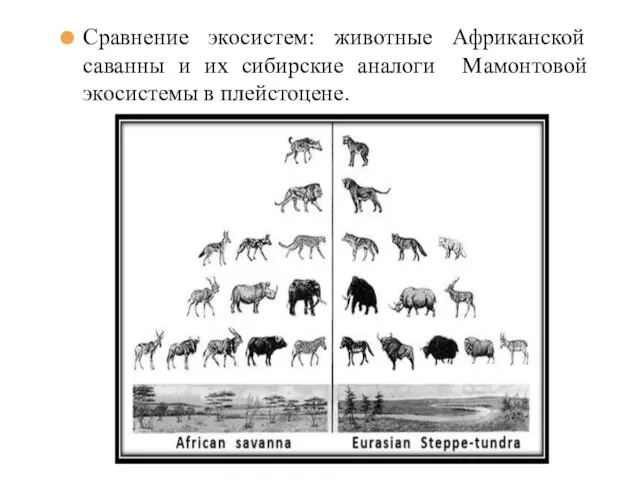 Сравнение экосистем: животные Африканской саванны и их сибирские аналоги Мамонтовой экосистемы в плейстоцене.