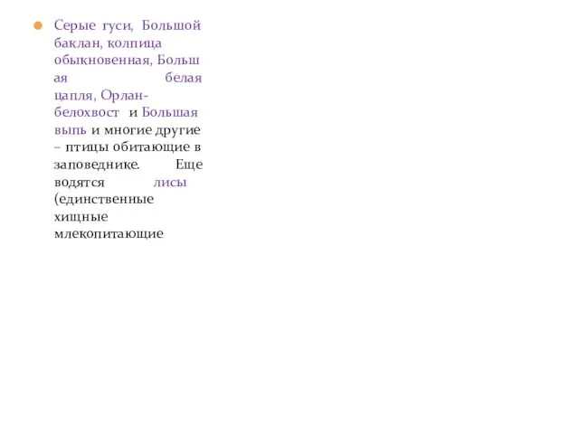 Серые гуси, Большой баклан, колпица обыкновенная, Большая белая цапля, Орлан-белохвост