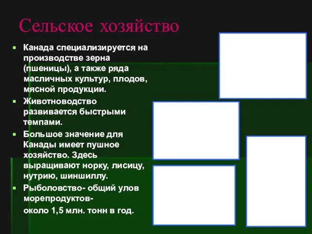 Сельское хозяйство Канада специализируется на производстве зерна (пшеницы), а также