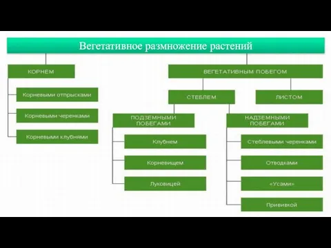 Вегетативное размножение растений