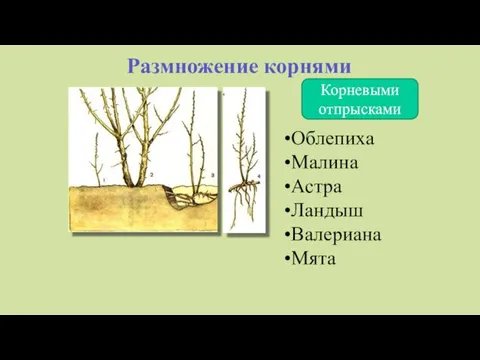 Размножение корнями Корневыми отпрысками Облепиха Малина Астра Ландыш Валериана Мята