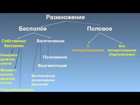 Размножение Бесполое Половое Собственно бесполое Вегетативное С оплодотворением Без оплодотворения