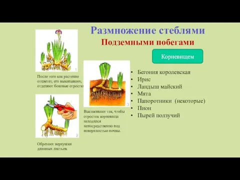 Размножение стеблями Подземными побегами Корневищем После того как растение отцветет,