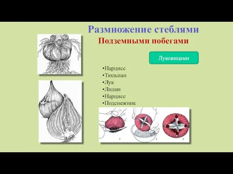 Размножение стеблями Подземными побегами Луковицами Нарцисс Тюльпан Лук Лилии Нарцисс Подснежник