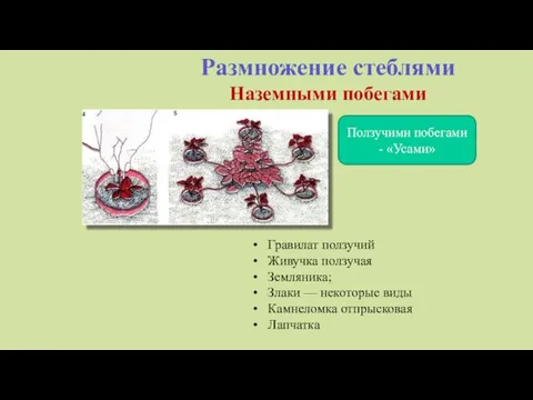 Размножение стеблями Наземными побегами Ползучими побегами - «Усами» Гравилат ползучий