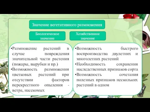 Значение вегетативного размножения Биологическое значение Хозяйственное значение Размножение растений в