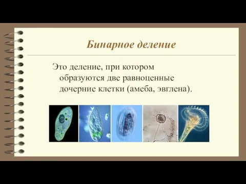 Бинарное деление Это деление, при котором образуются две равноценные дочерние клетки (амеба, эвглена).