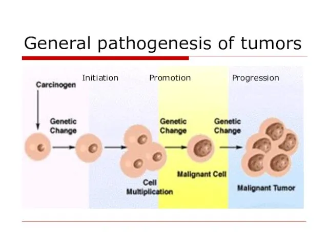 General pathogenesis of tumors Initiation Promotion Progression