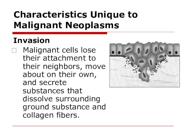 Characteristics Unique to Malignant Neoplasms Invasion Malignant cells lose their