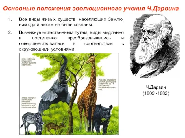 Основные положения эволюционного учения Ч.Дарвина Ч.Дарвин (1809 -1882) Все виды