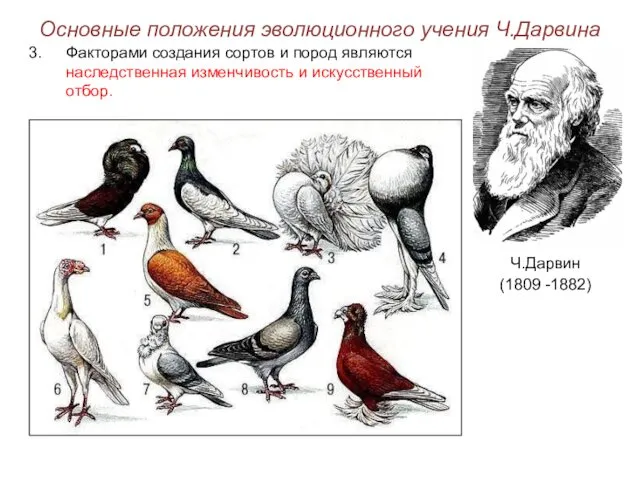 Основные положения эволюционного учения Ч.Дарвина Ч.Дарвин (1809 -1882) Факторами создания сортов и пород