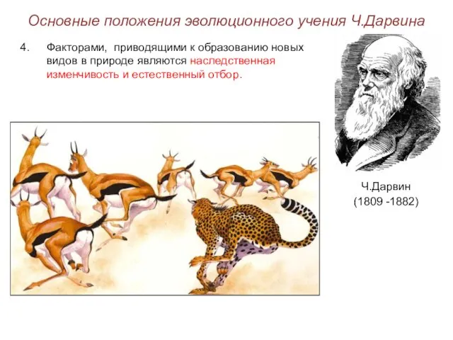 Основные положения эволюционного учения Ч.Дарвина Ч.Дарвин (1809 -1882) Факторами, приводящими