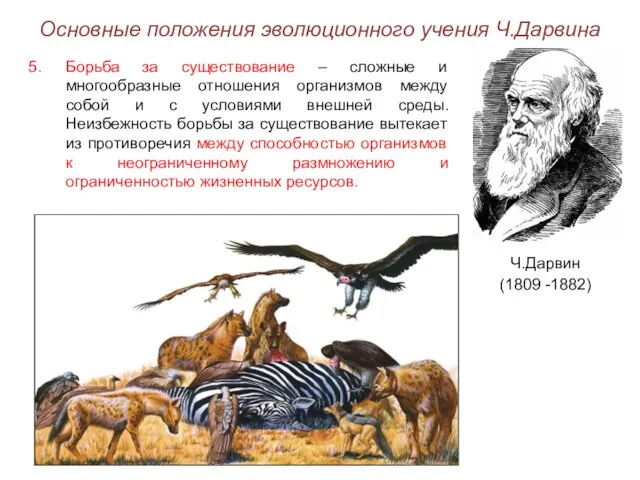 Основные положения эволюционного учения Ч.Дарвина Ч.Дарвин (1809 -1882) Борьба за существование – сложные