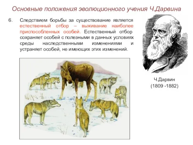 Основные положения эволюционного учения Ч.Дарвина Ч.Дарвин (1809 -1882) Следствием борьбы за существование является