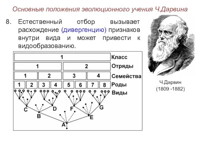 Основные положения эволюционного учения Ч.Дарвина Ч.Дарвин (1809 -1882) Естественный отбор вызывает расхождение (дивергенцию)