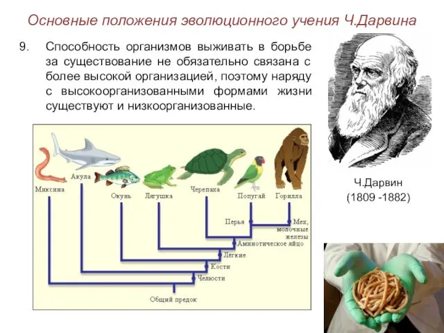 Основные положения эволюционного учения Ч.Дарвина Ч.Дарвин (1809 -1882) Способность организмов выживать в борьбе