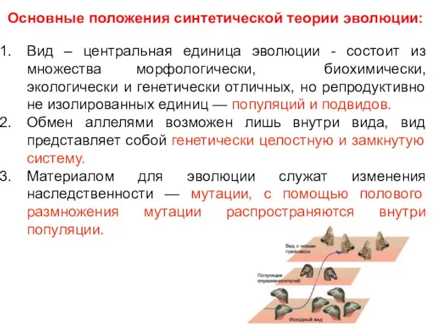 Основные положения синтетической теории эволюции: Вид – центральная единица эволюции