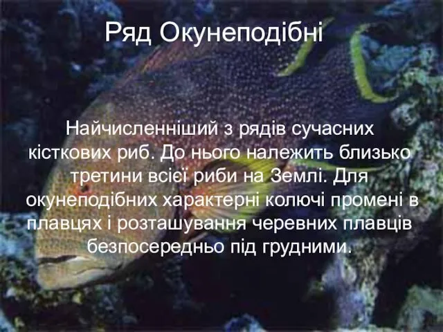 Ряд Окунеподібні Найчисленніший з рядів сучасних кісткових риб. До нього належить близько третини