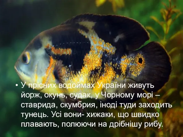 У прісних водоймах України живуть йорж, окунь, судак, у Чорному морі – ставрида,