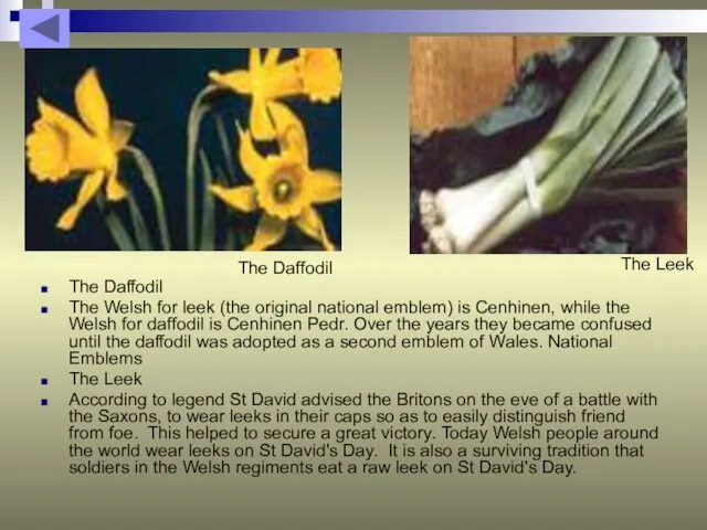 The Daffodil The Welsh for leek (the original national emblem)