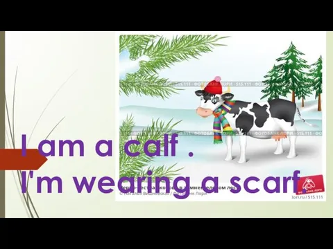 I am a calf . I'm wearing a scarf.