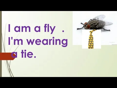 I am a fly . I'm wearing a tie.