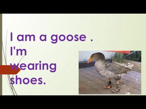 I am a goose . I'm wearing shoes.