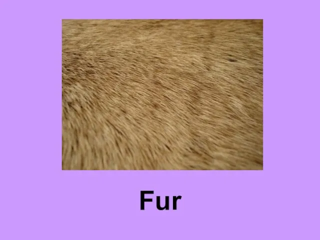 Fur