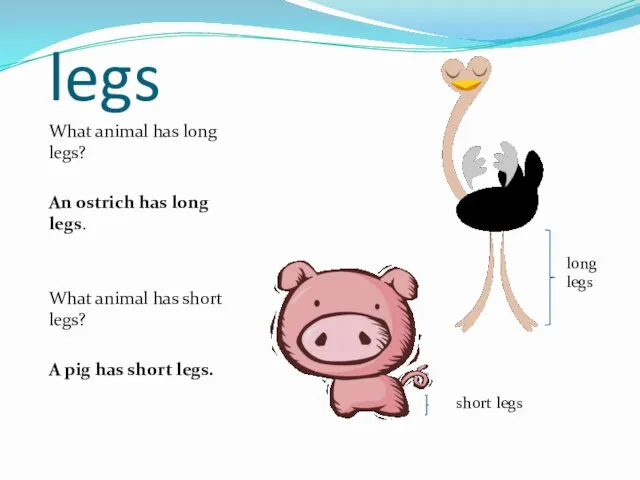 legs What animal has long legs? An ostrich has long