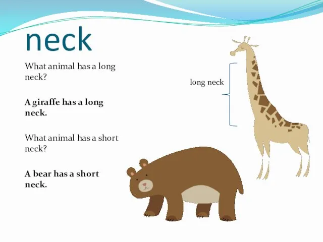 neck What animal has a long neck? A giraffe has