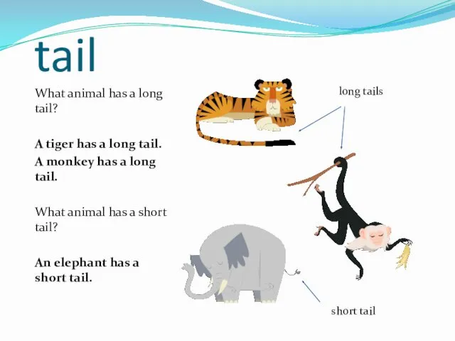 tail What animal has a long tail? A tiger has