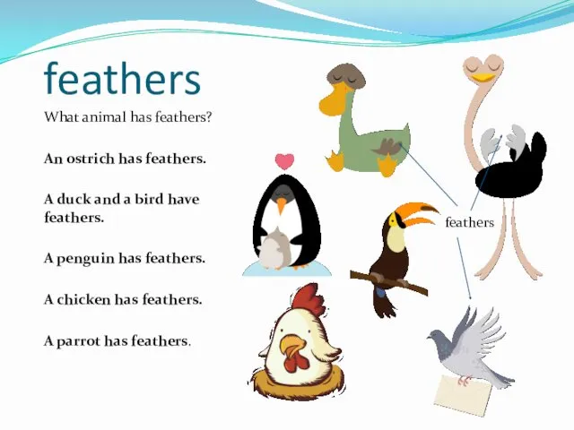 feathers What animal has feathers? An ostrich has feathers. A