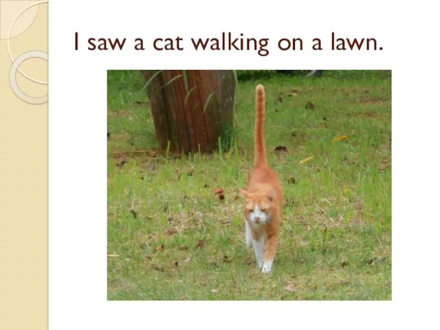 I saw a cat walking on a lawn.
