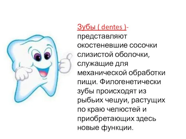 Зубы ( dentes )- представляют окостеневшие сосочки слизистой оболочки, служащие для механической обработки