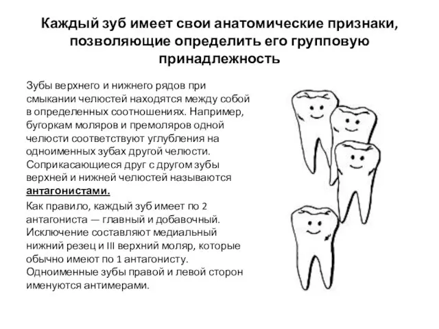 Каждый зуб имеет свои анатомические признаки, позволяющие определить его групповую принадлежность Зубы верхнего