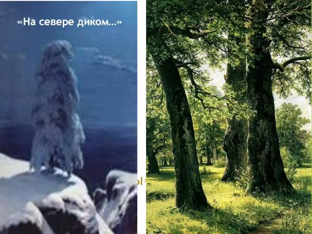 «Дубы» «На севере диком…»