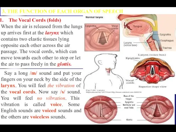 3. THE FUNCTION OF EACH ORGAN OF SPEECH The Vocal