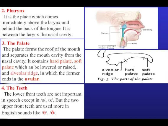 2. Pharynx It is the place which comes immediately above