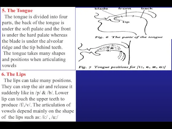 5. The Tongue The tongue is divided into four parts,