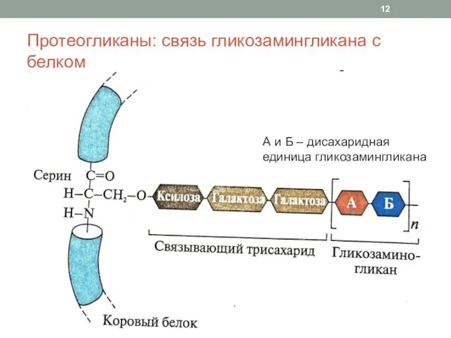 Протеогликаны: связь гликозамингликана с белком А и Б – дисахаридная единица гликозамингликана
